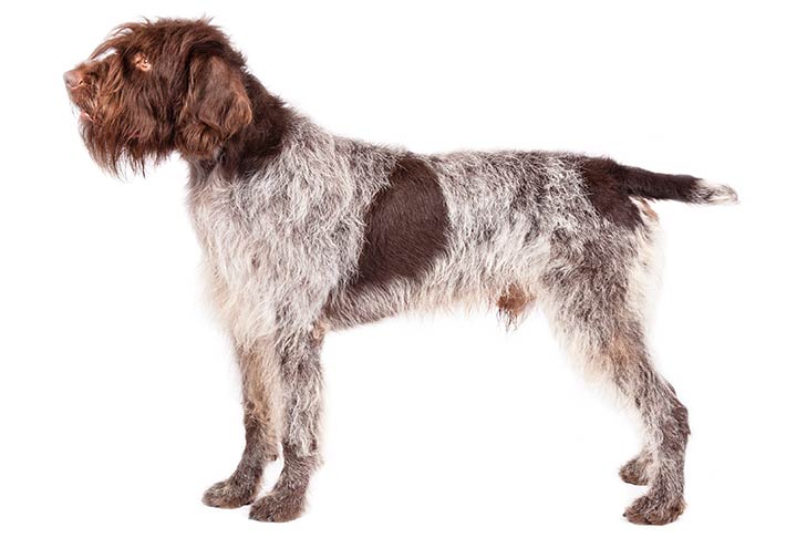 Wirehaired-Pointing-Griffon-pictures